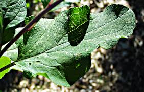 Attēlu rezultāti vaicājumam “Arctium lappa leaf”