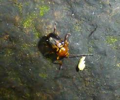 Attēlu rezultāti vaicājumam “Cryptocephalus pusillus”