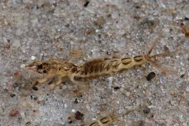 Attēlu rezultāti vaicājumam “Ephemera vulgata”