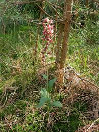 Attēlu rezultāti vaicājumam “Epipactis helleborine fruit”
