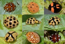 Attēlu rezultāti vaicājumam “Coccinellidae”