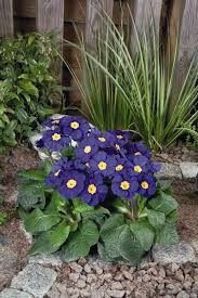 Attēlu rezultāti vaicājumam “Primula elatior flower”