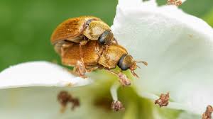 Attēlu rezultāti vaicājumam “Byturus ochraceus”