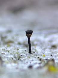 Attēlu rezultāti vaicājumam “Chaenotheca laevigata”