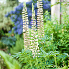 Attēlu rezultāti vaicājumam “Lupinus polyphyllus flower”