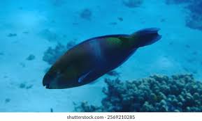 Image result for Scarus ferrugineus