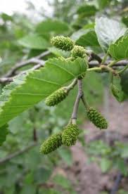 Attēlu rezultāti vaicājumam “Alnus incana leaf”