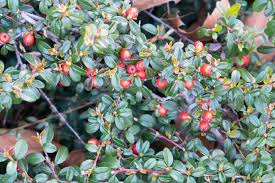 Attēlu rezultāti vaicājumam “Cotoneaster multiflorus fruit”