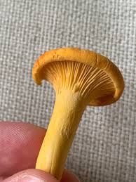 Attēlu rezultāti vaicājumam “Hygrophoropsis aurantiaca”