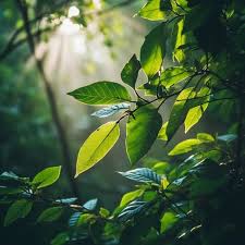 Attēlu rezultāti vaicājumam “leaf”