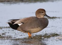 Attēlu rezultāti vaicājumam “Anas strepera”