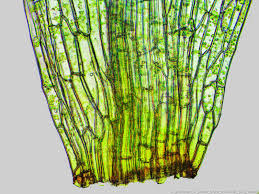 Attēlu rezultāti vaicājumam “Helodium blandowii sporophyte”