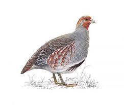 Attēlu rezultāti vaicājumam “Perdix perdix adult”