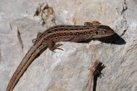 Attēlu rezultāti vaicājumam “Lacerta agilis”