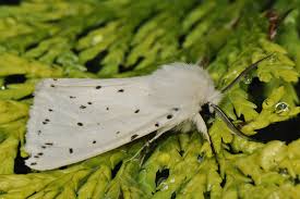 Attēlu rezultāti vaicājumam “Spilosoma lubricipeda”