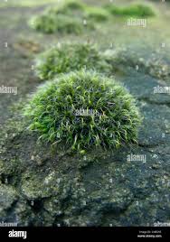 Attēlu rezultāti vaicājumam “Grimmia pulvinata sporophyte”