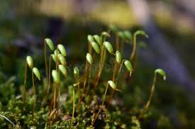 Attēlu rezultāti vaicājumam “Pohlia nutans”