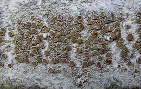 Attēlu rezultāti vaicājumam “Lecanora chlarotera”