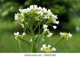 Attēlu rezultāti vaicājumam “Armoracia rusticana flower”