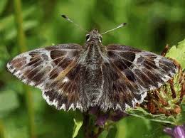 Attēlu rezultāti vaicājumam “Carcharodus floccifera”