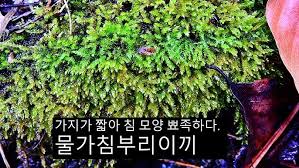 Attēlu rezultāti vaicājumam “Eurhynchium hians”