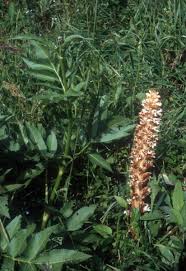 Attēlu rezultāti vaicājumam “Orobanchaceae”