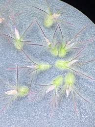 Attēlu rezultāti vaicājumam “Trifolium arvense fruit”