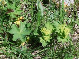 Attēlu rezultāti vaicājumam “Alchemilla vulgaris aggr.”