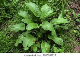 Attēlu rezultāti vaicājumam “Rumex hydrolapathum leaf”