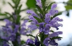 Image result for Dracocephalum moldavicum