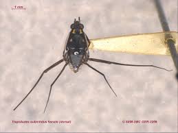 Attēlu rezultāti vaicājumam “Limnoporus rufoscutellatus”