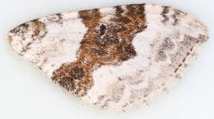 Attēlu rezultāti vaicājumam “Xanthorhoe montanata”