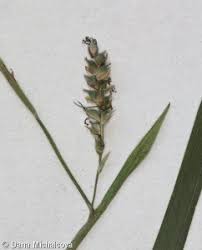 Attēlu rezultāti vaicājumam “Carex pilosa leaf”