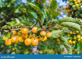 Attēlu rezultāti vaicājumam “Malus baccata fruit”