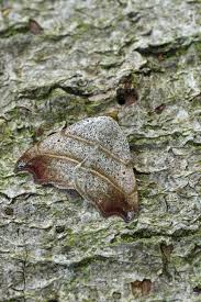 Attēlu rezultāti vaicājumam “Laspeyria flexula”