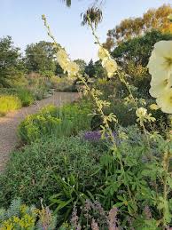 Image result for Alcea rugosa