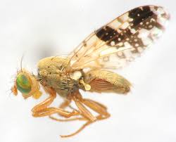 Attēlu rezultāti vaicājumam “Tephritidae”