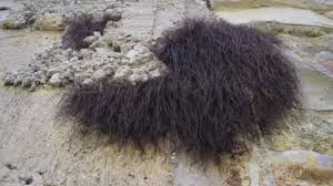 Attēlu rezultāti vaicājumam “Opiliones”