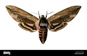 Attēlu rezultāti vaicājumam “Sphinx ligustri”