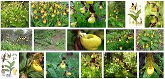 Attēlu rezultāti vaicājumam “Cypripedium calceolus flower”
