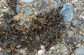 Attēlu rezultāti vaicājumam “Collema”