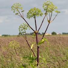 Image result for Angelica archangelica