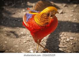 Attēlu rezultāti vaicājumam “Galliformes”