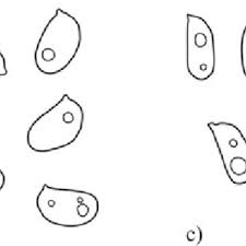 Attēlu rezultāti vaicājumam “Hapalopilus aurantiacus”