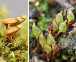 Attēlu rezultāti vaicājumam “Buxbaumia aphylla”