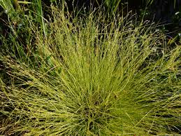 Attēlu rezultāti vaicājumam “Carex remota leaf”