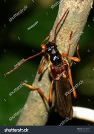 Attēlu rezultāti vaicājumam “Necydalis major”