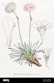 Attēlu rezultāti vaicājumam “Armeria vulgaris leaf”