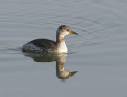 Attēlu rezultāti vaicājumam “Podiceps grisegena”