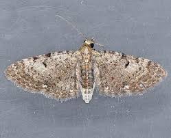 Attēlu rezultāti vaicājumam “Eupithecia lanceata”